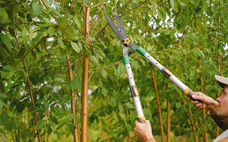 Tree trimming in Canaan, VT