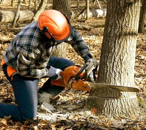 Tree Removal in Canaan, VT